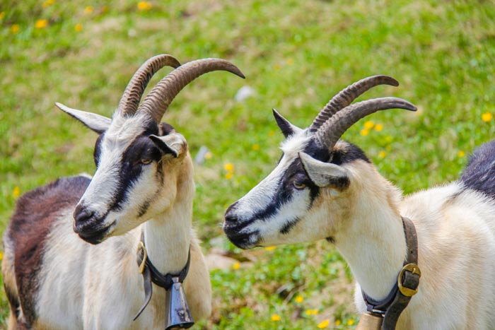 Альпійські кози: опис породи, фото і характеристики, скільки дає молока