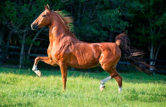 Американські породи коней: рисак, стандартбредная та інші