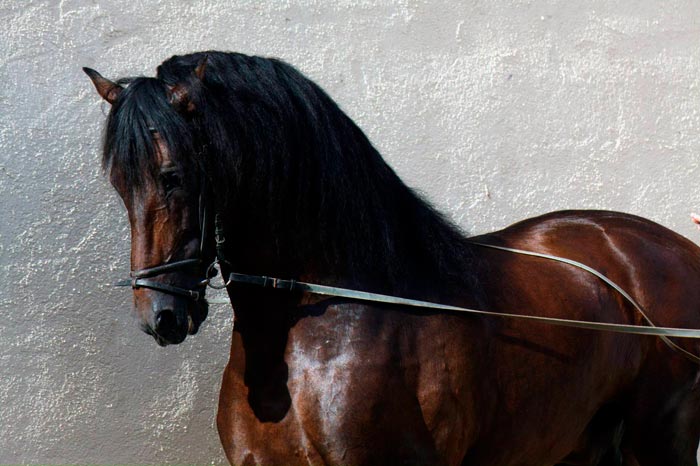 Андалузька кінь: фото та опис іспанської породи