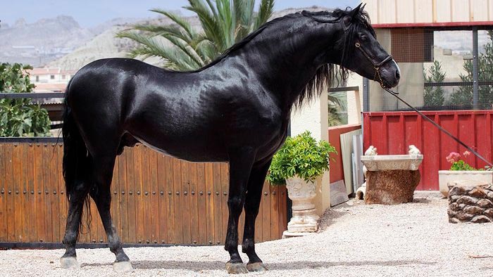 Андалузька кінь: фото та опис іспанської породи