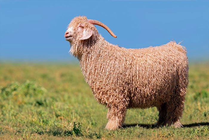 Ангорська коза: вовна, фото і опис породи