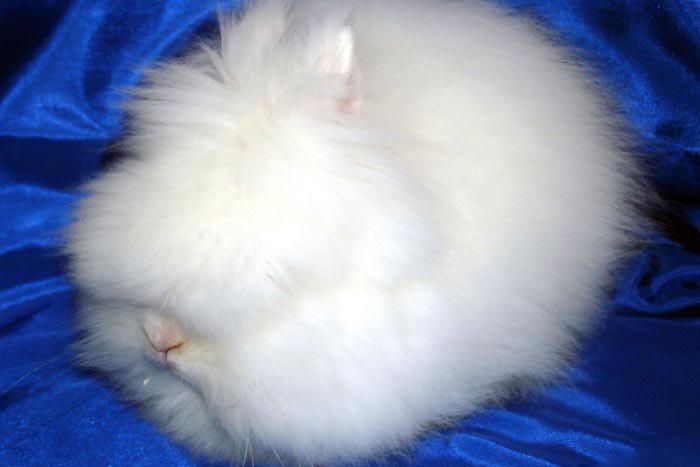 Ангорський кролик (декоративний карликовий): фото, цікаві факти