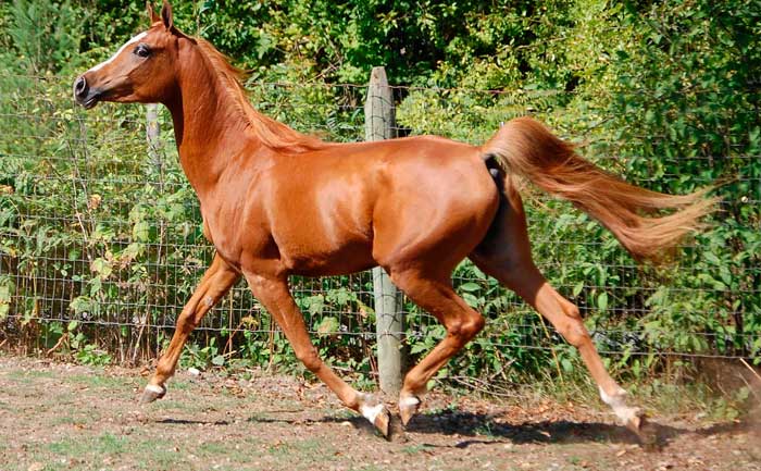 Арабський кінь (скакун): фото породи