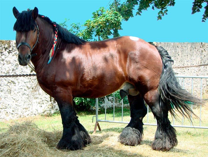 Арденськая порода коней: опис та фото