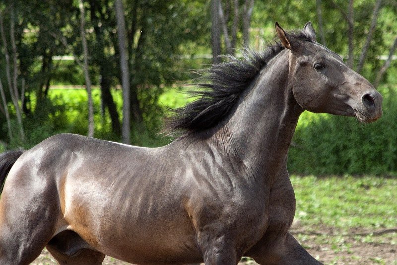 Арабський кінь: опис породи, фото, зміст