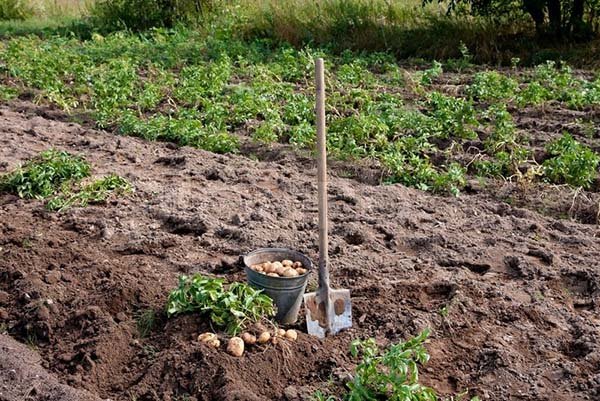 Як правильно садити картоплю у відкритий грунт: на яку глибину і якій відстані, щоб отримати хороший урожай