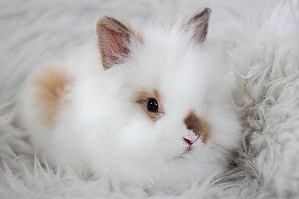 Ангорський кролик: породи, фото, утримання та догляд