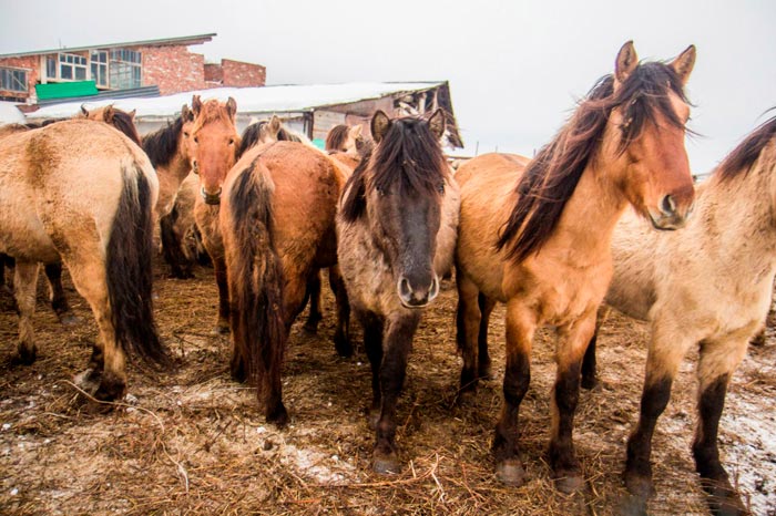 Башкирська порода коней: фото та опис