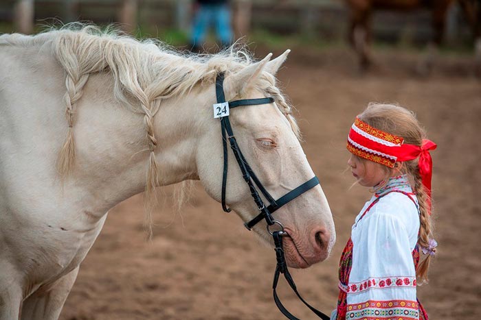 Башкирська порода коней: фото та опис