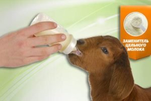 Замінник цільного молока: що це для телят, поросят