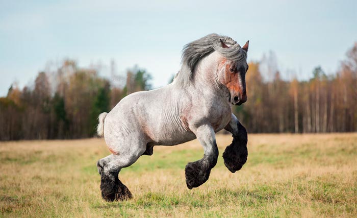 Бельгійський ваговоз: кінь породи брабансон