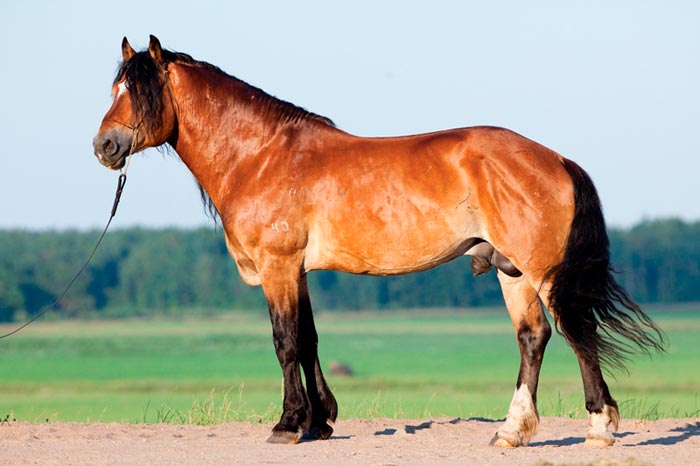 Білоруська упряжная кінь: опис породи