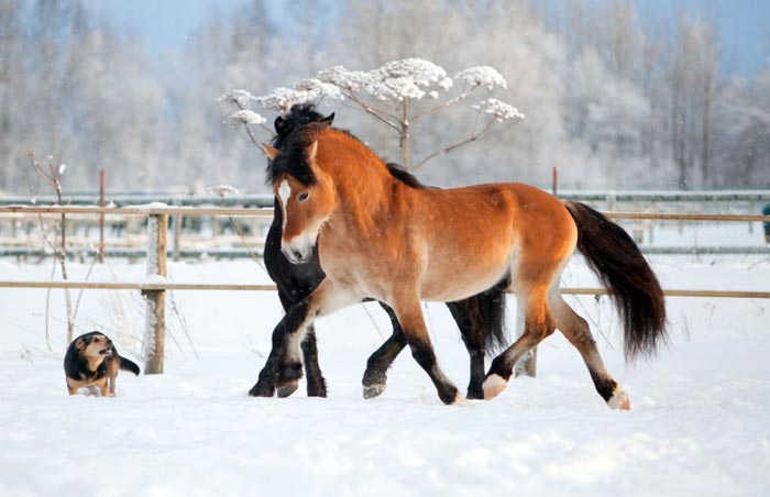 Білоруська упряжная кінь: опис породи