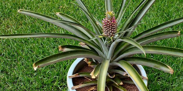 Як в домашніх умовах виростити ананас: з верхівки, насіння, живців