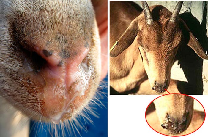 Хвороби кіз: симптоми і лікування кашлю, бруцельозу і кетозу