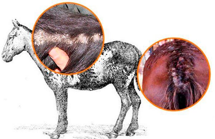 Хвороби коней: митий, сап та інші