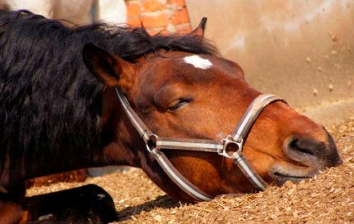 Хвороби коней: митий, сап та інші