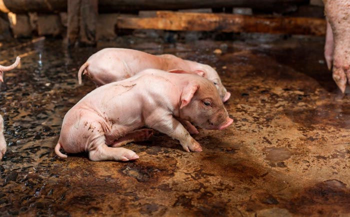 Хвороби свиней: симптоми і лікування, фото