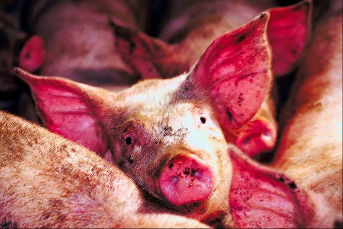 Хвороби свиней: симптоми і лікування, фото