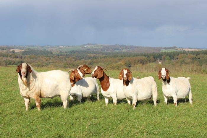Бурські кози: опис породи, достоїнства і недоліки