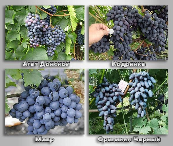 Чорні сорти винограду: опис, фото, характеристики