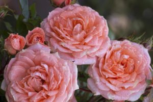 Піоноподібні троянди: сорти, види, фото, вирощування