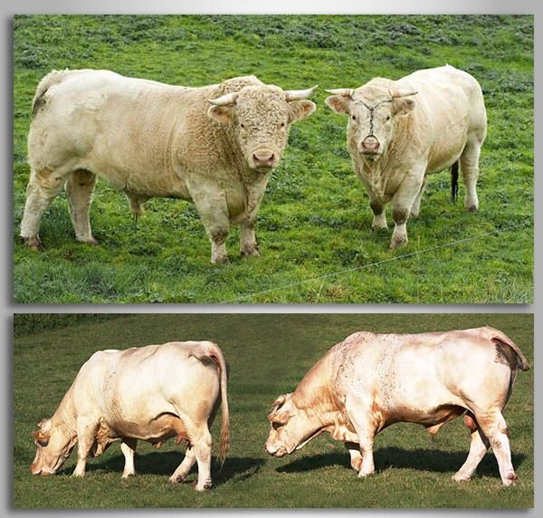 Порода корів Шароле: опис, характеристика, відгуки, фото