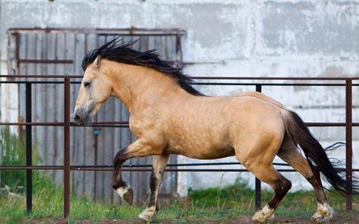 Чала масть коня: фото та опис