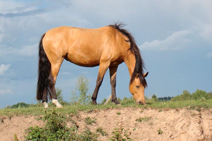 Чала масть коня: фото та опис
