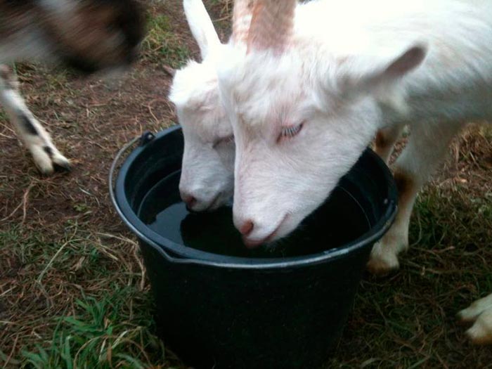 Чим годувати козу, щоб було більше молока