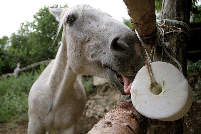 Що їдять коні: чим можна годувати коня