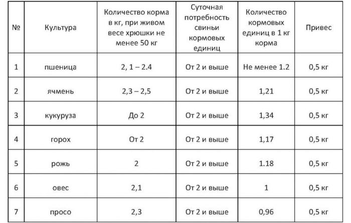 Що їдять свині: чим годують тварин