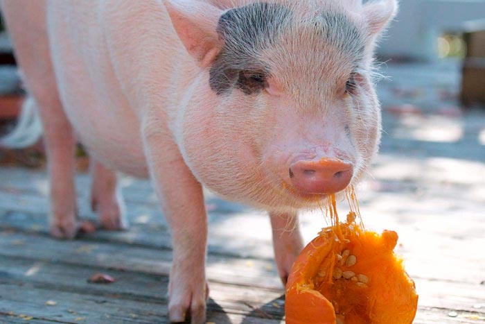 Що їдять свині: чим годують тварин