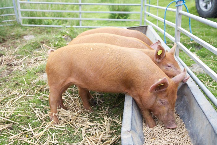 Що їдять свині: чим годують тварин