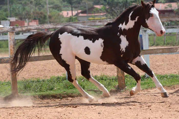 Чубарая масть коня: фото, опис