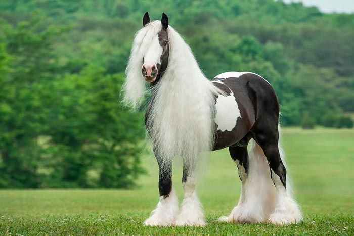 Циганські коні: опис упряжні породи