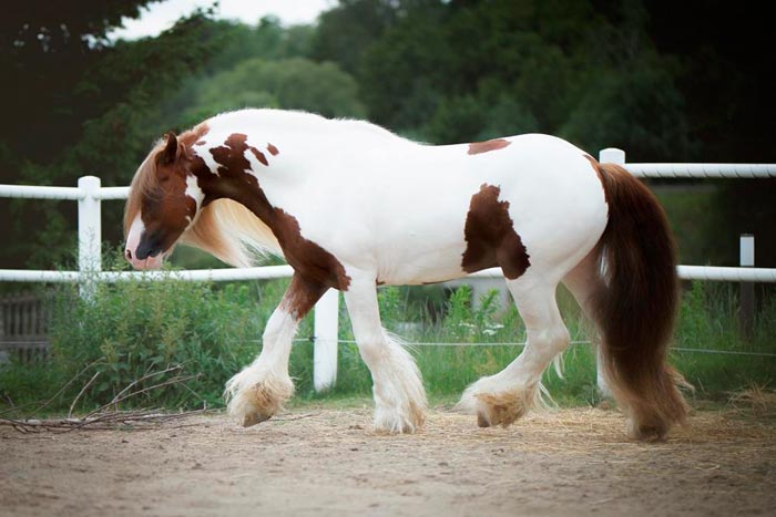 Циганські коні: опис упряжні породи