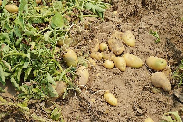Картопля Королева Анна: опис сорту, фото, відгуки