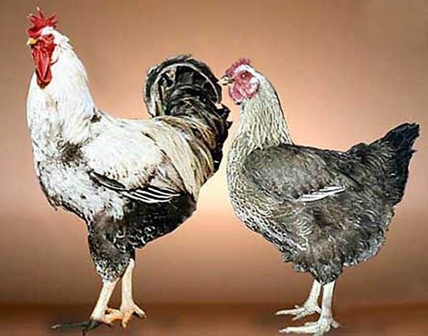 Мясо яєчні породи курей: фото, характеристики, опис