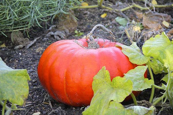 Як садити гарбузи та вирощування у відкритому грунті: терміни, правила посіву та догляду