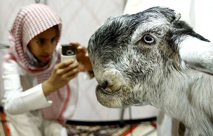 Дамаський козел шамі: опис породи
