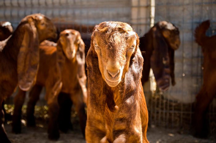 Дамаський козел шамі: опис породи