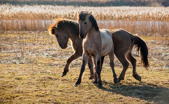 Дикі коні: де живуть в природі в Росії та інших країнах