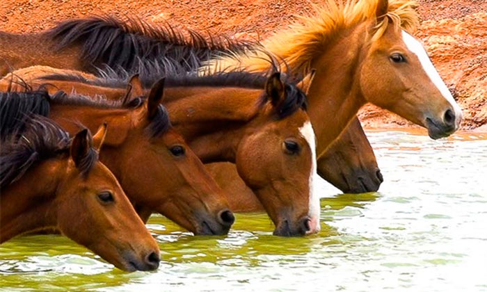 Дикі коні: де живуть в природі в Росії та інших країнах