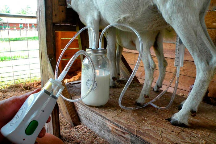 Доїльний апарат для корів своїми руками