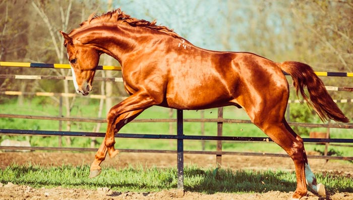 Донська порода коней: характеристика, фото