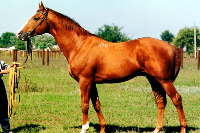 Донська порода коней: характеристика, фото