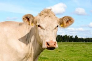 Порода корів Шароле: опис, характеристика, відгуки, фото