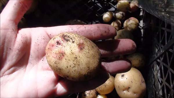Як правильно садити картоплю у відкритий грунт: на яку глибину і якій відстані, щоб отримати хороший урожай
