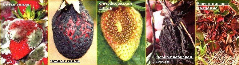 Обробка полуниці восени від хвороб і шкідників
